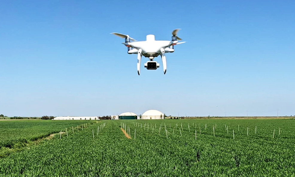 Rilievi multispettrali su coltura di grano presso Savio (RA). Adriarilievi